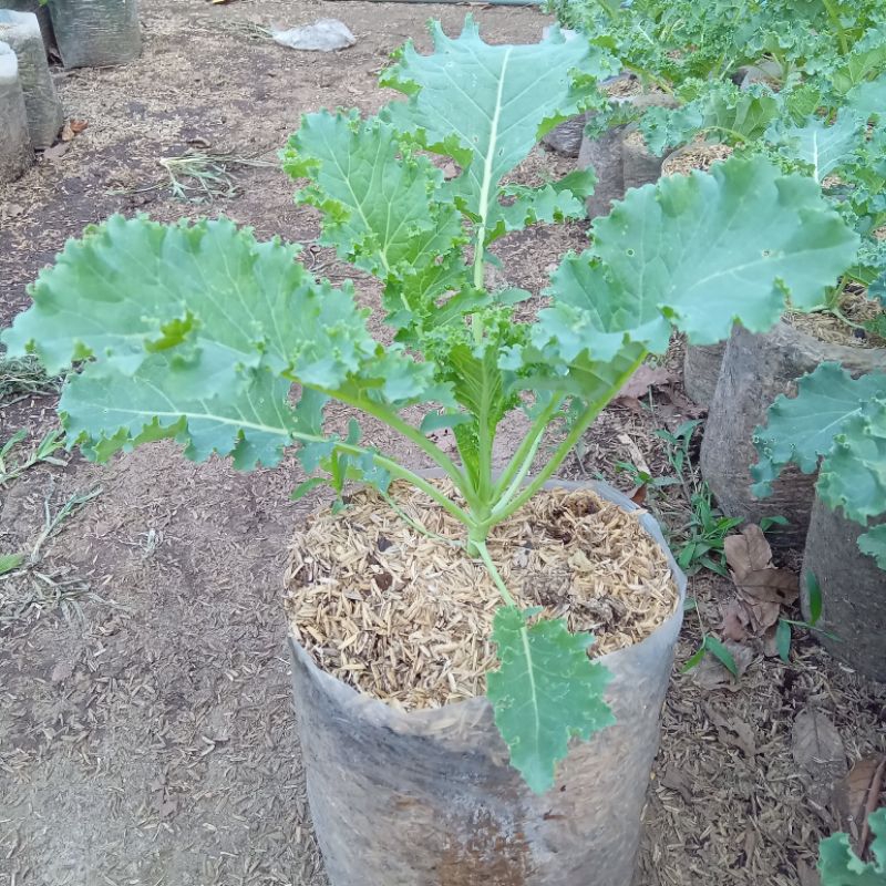 Bibit tanaman sayur kale curly