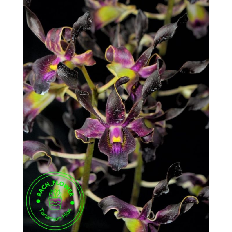 ( BISA COD ) Seedling Anggrek Dendrobium Belum Knop - Bunga Anggrek Dendrobium Sri Rejeki - Tanaman 