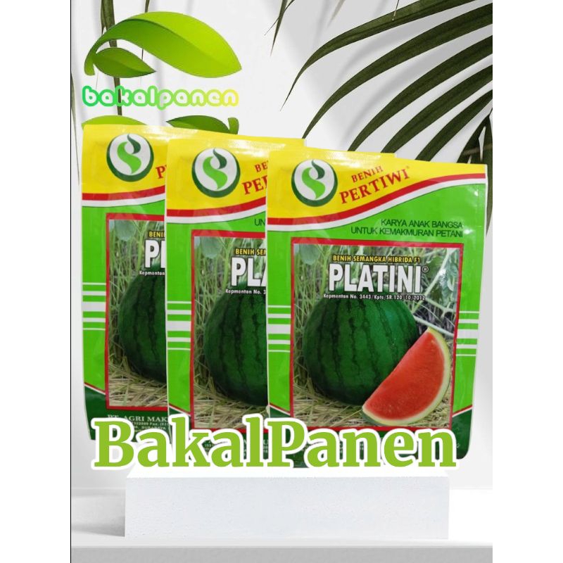 Benih bibit semangka non biji Pertiwi PLATINI 20gram