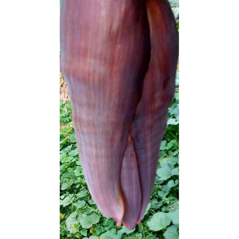 

sayuran .jantung pisang