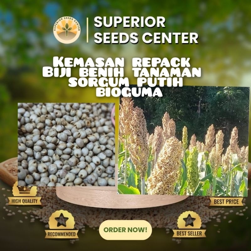 biji benih sorgum putih bioguma siap semai