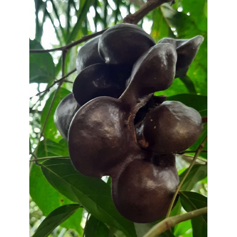 

Jengkol seger order langsung panen dari pohon