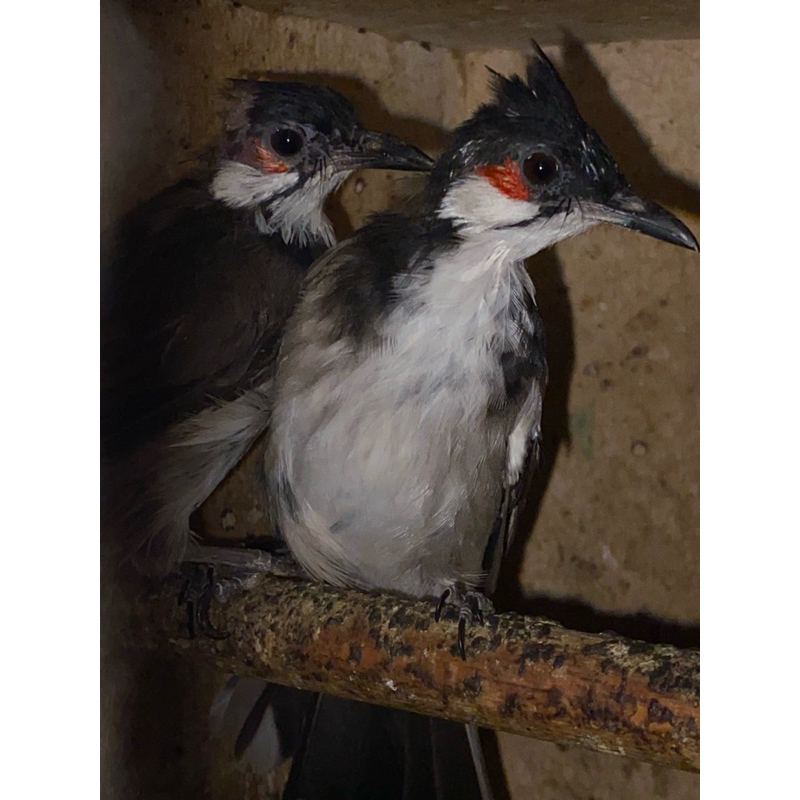 burung kutilang Malaysia