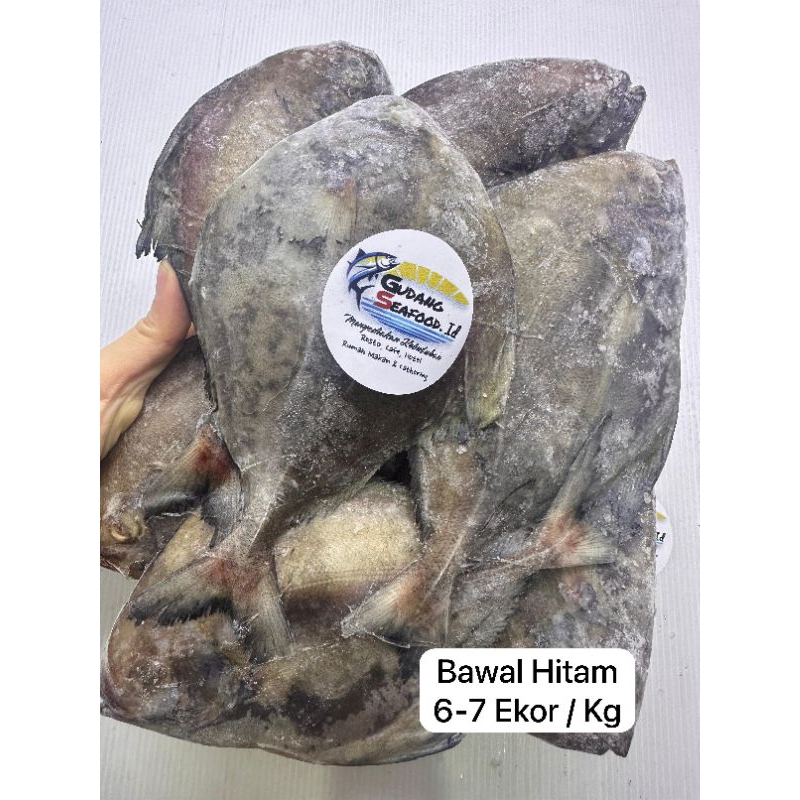 

ikan Bawal Hitam Size 6-7 Ekor / Kg