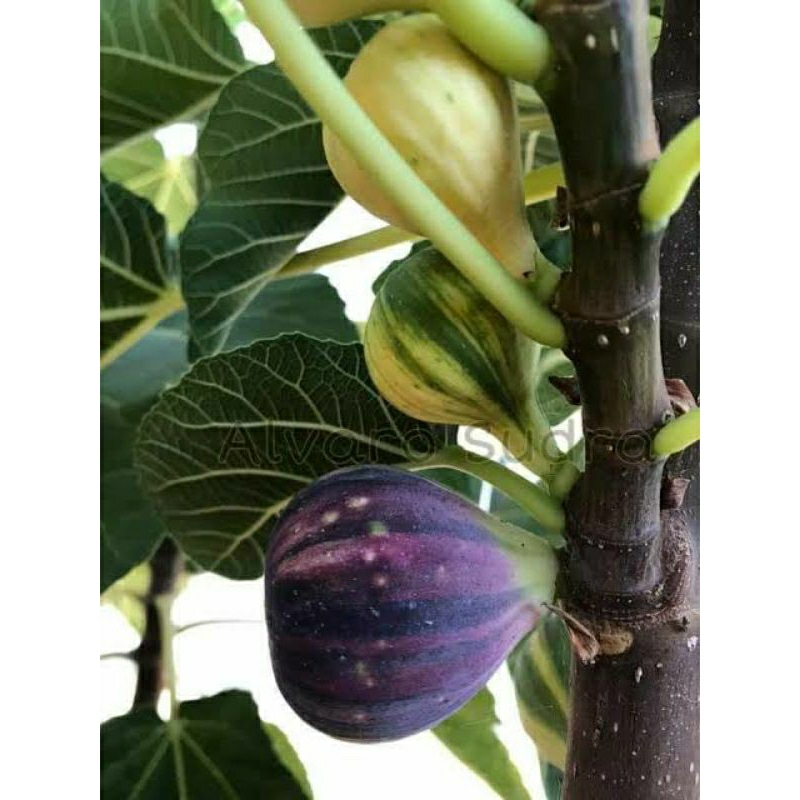 Bibit Buah Tin JTV Riverse