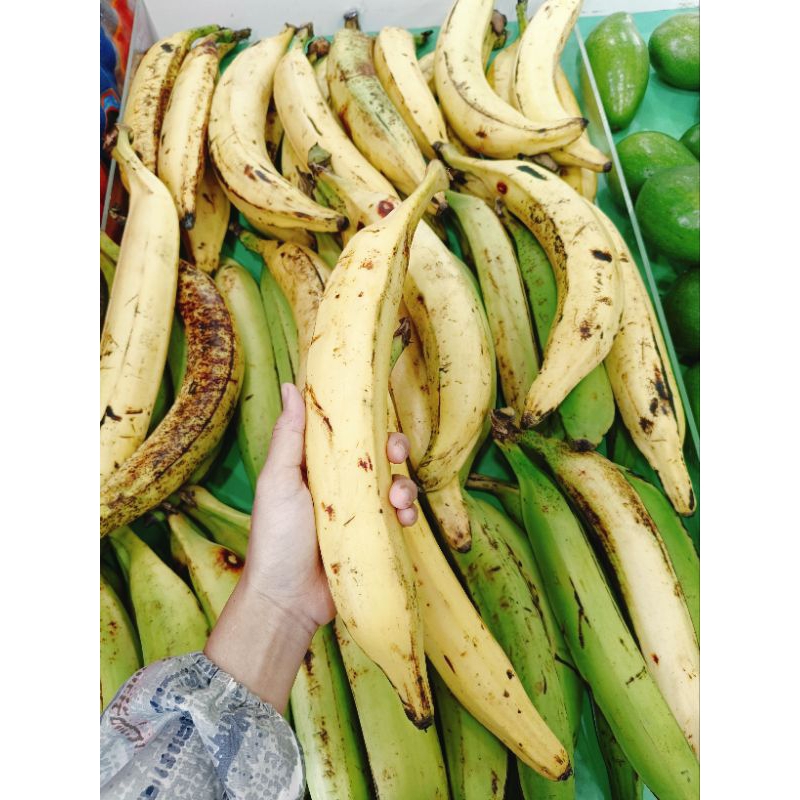 

Pisang Tanduk