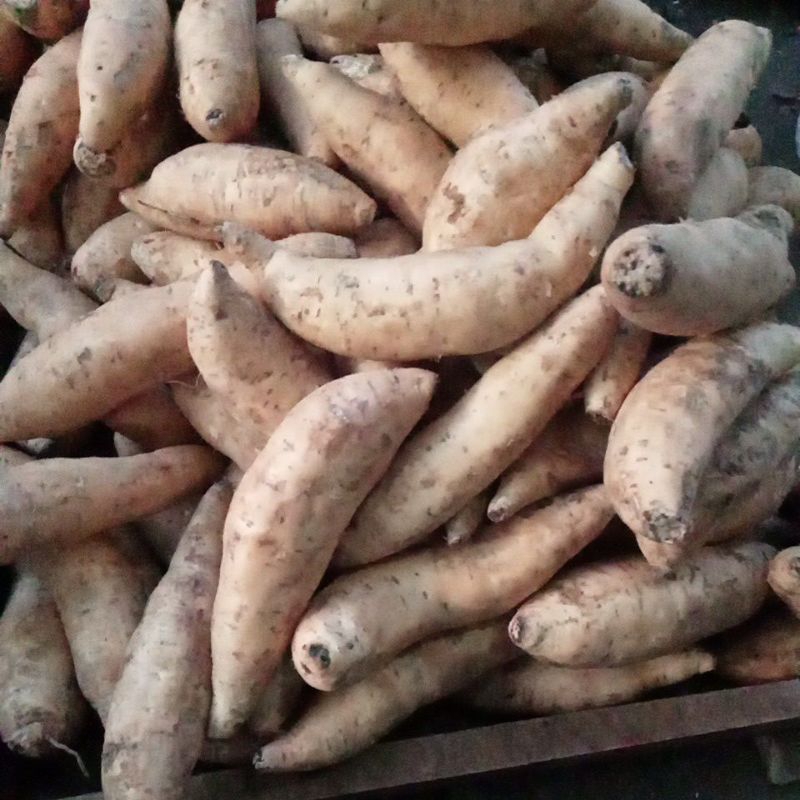 

ubi cilembu