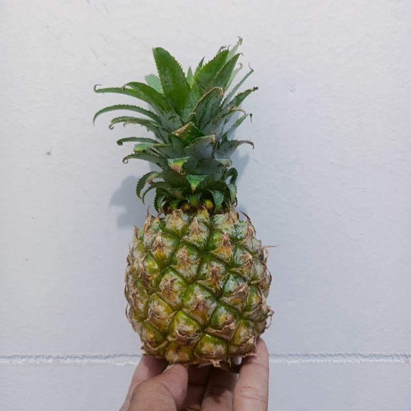 

Nanas Madu Muda Pemalang