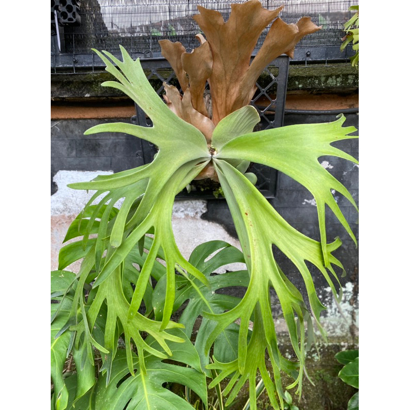 PLATYCERIUM WILLINCKI / SIMBAR LOKAL / TANDUK KIJANG / SIMBAR MENJANGAN