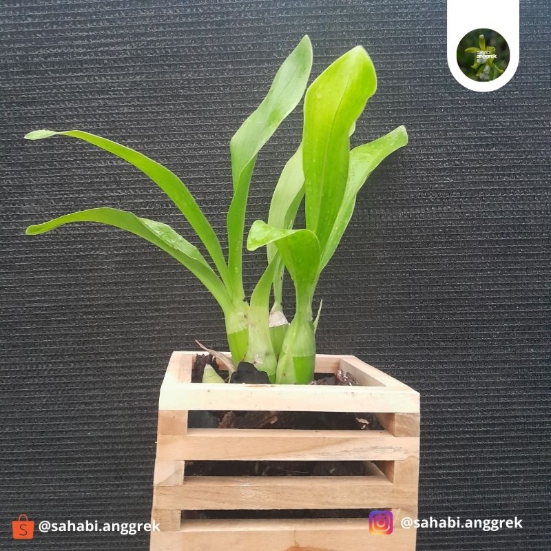 Grammatophyllum Measuresianum | Anggrek Dewasa | sahabi.anggrek