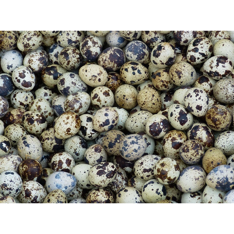 BIBIT UNGGUL Telur Fertil Puyuh Untuk Ditetaskan Puyuh Petelur ACS/ Bibit Final Stock