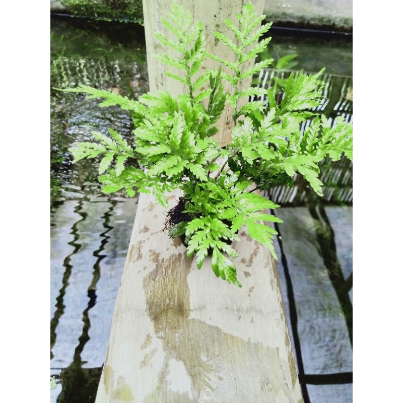 Pakis darat media wabikusa