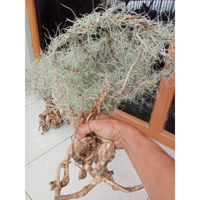 tanaman hias janggut musa karakter.