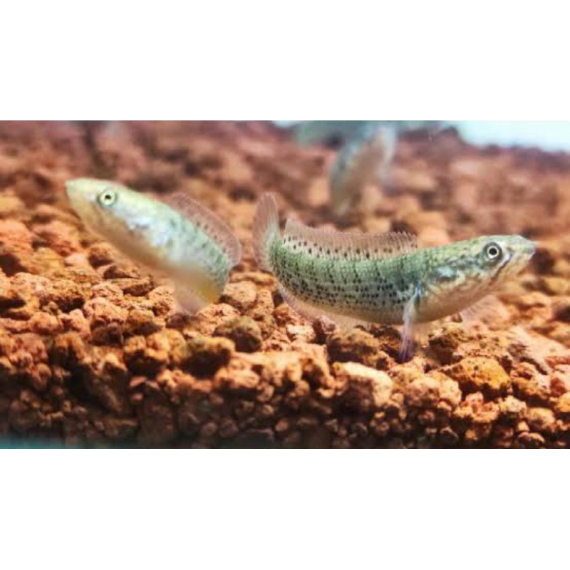 Andrao grade A isi 2 ekor