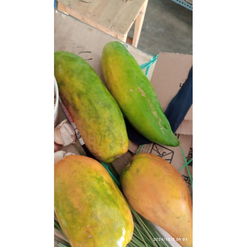 

Kates california papaya california bijian
