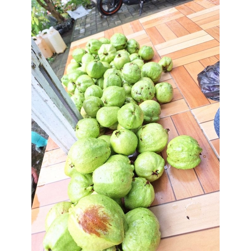 

JAMBU KRISTALL (ISI 1kg LEBIH)