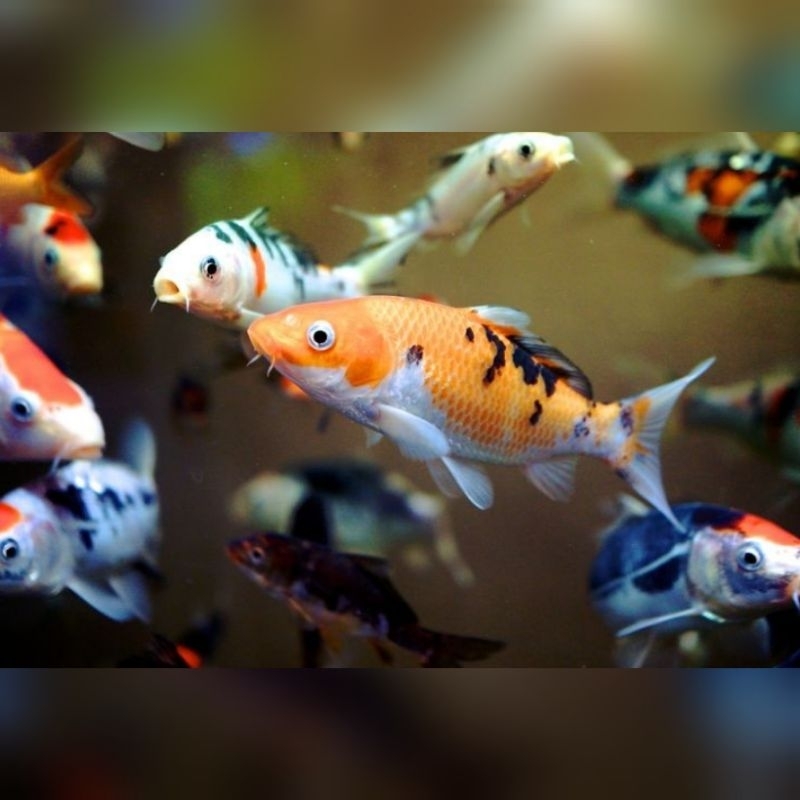 Ikan Hias Anakan Koi Sanke Kohaku Baby Koi Anak Koi Jawa Size 6-8cm Hiasan Aquarium Kolam Tank Aquas