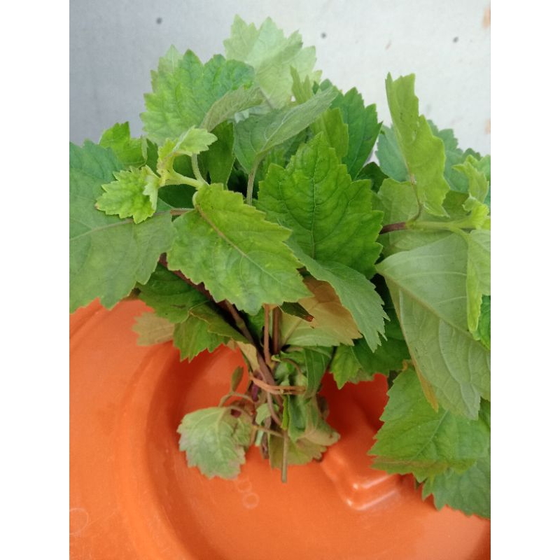 

Nilam pucuk pket 500pucuk