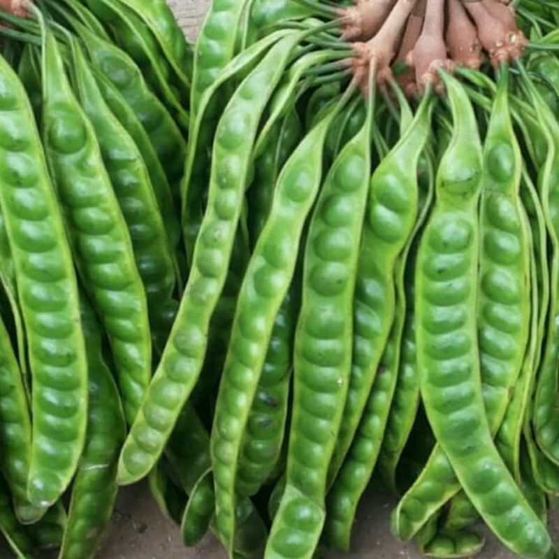 

petai segar 5 papan/lonjor