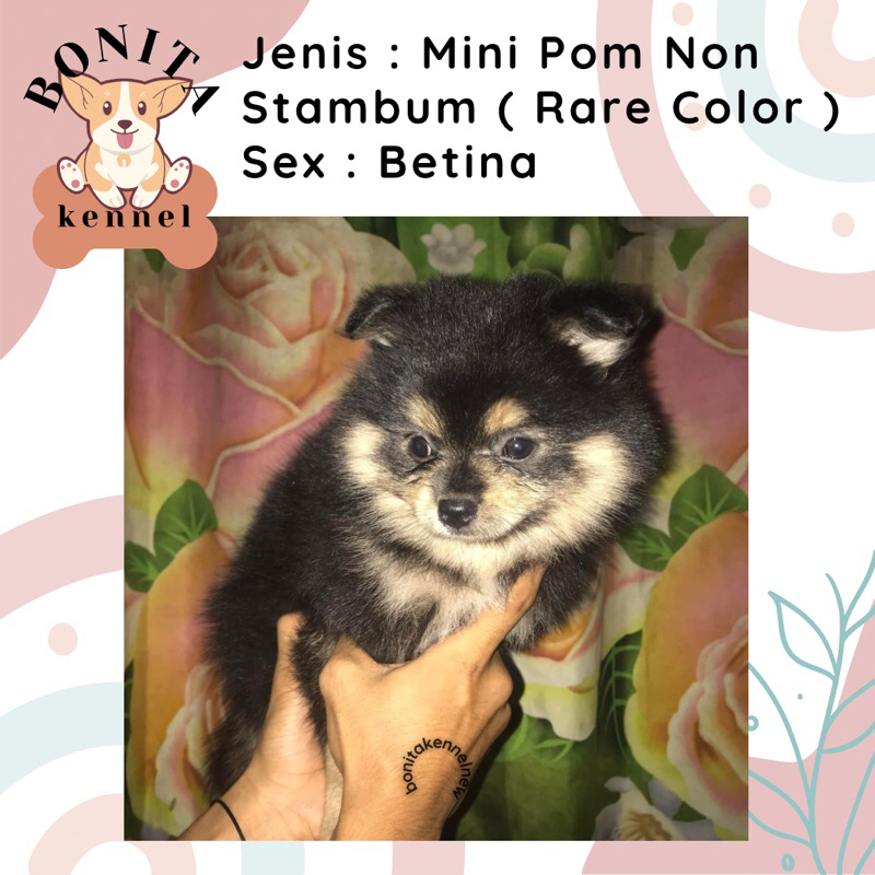 Mini Pom Black N Tan Snow White Non Stambum Jantan Betina Anak Anjing Minipom Putih