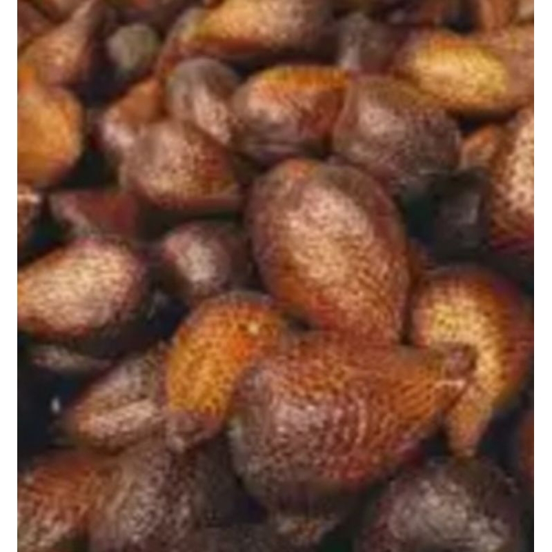 

salak pondok 1/2 kg