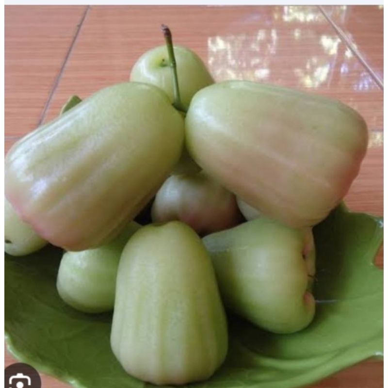 

jambu air madu 1/2 kg