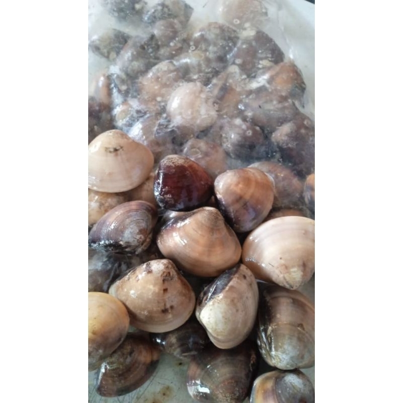 

kerang tahu