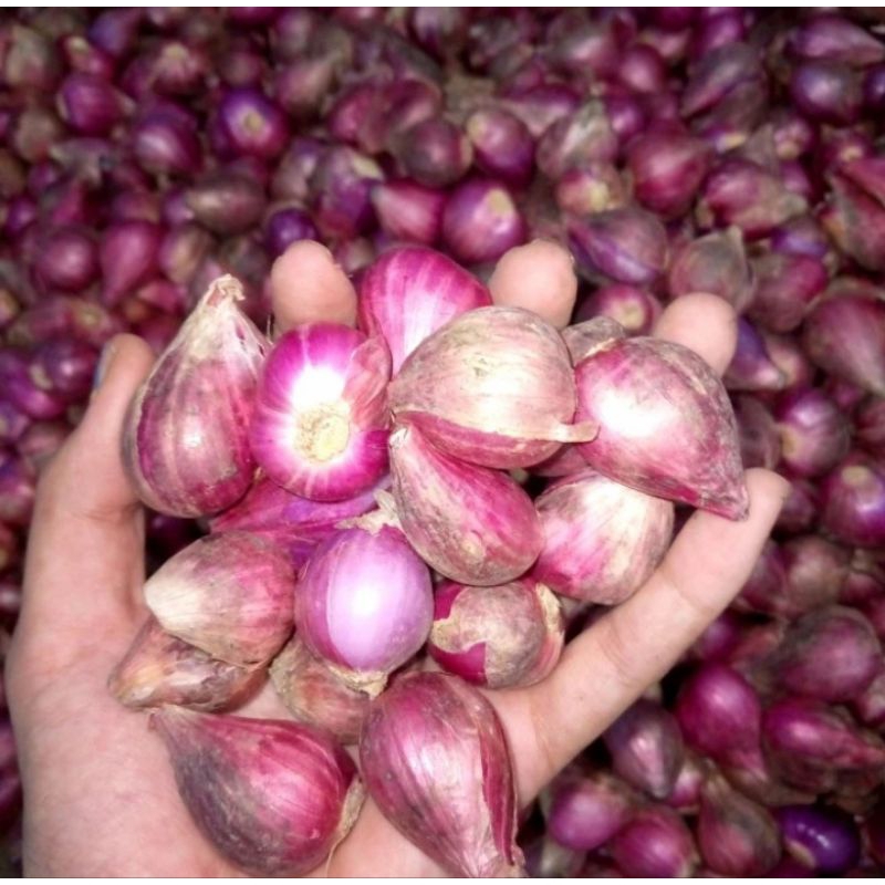 Bawang merah Brebes super besar