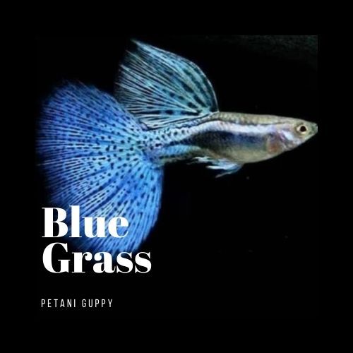 Dekorasi Aquarium Guppy Blue Grass Grade A