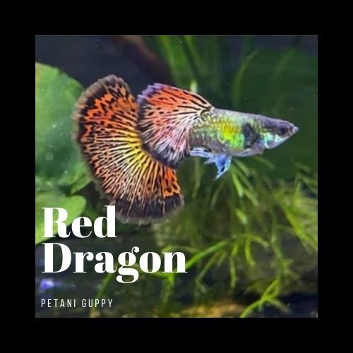 Dekorasi Aquarium Guppy Red Dragon Grade A