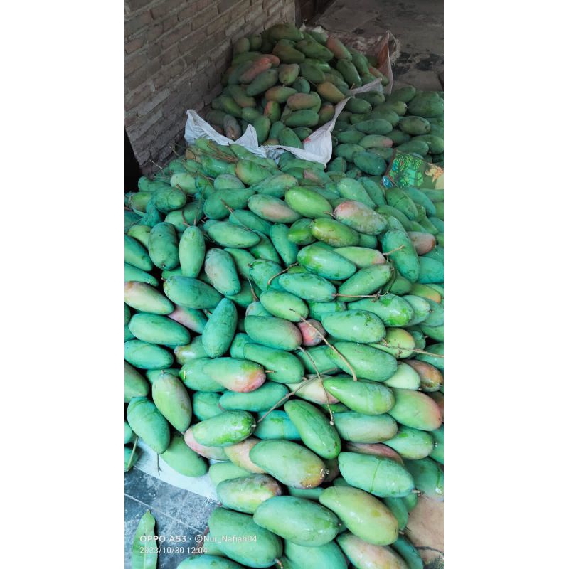 

Mangga kiojay / thailand paket isi 3 500gr-600gr (request mentah tulis di catatan optional)