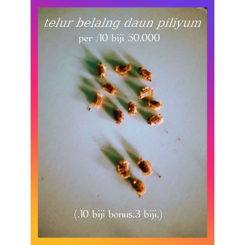 

telur belalang daun per 10 biji bonus 3