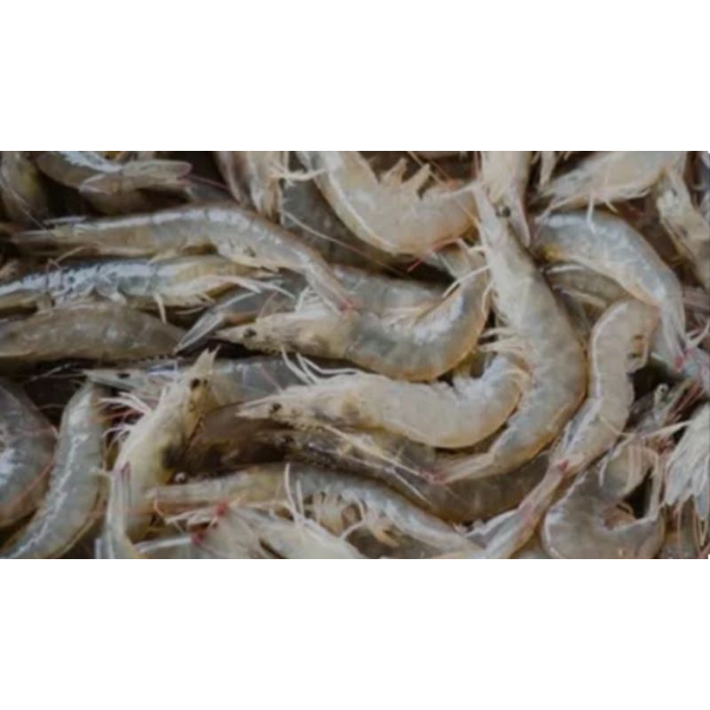 

Udang Fressh 500Gram (1/2KG) ukuran besar