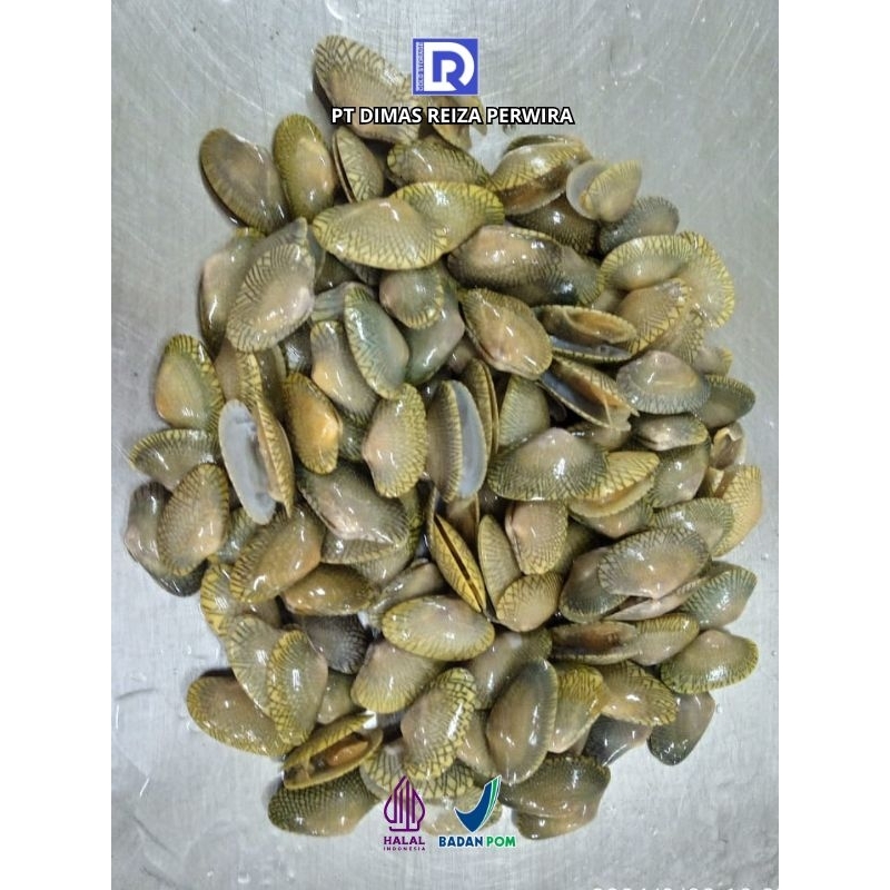 

Kerang Batik Fresh Frozen Termurah @1Kg