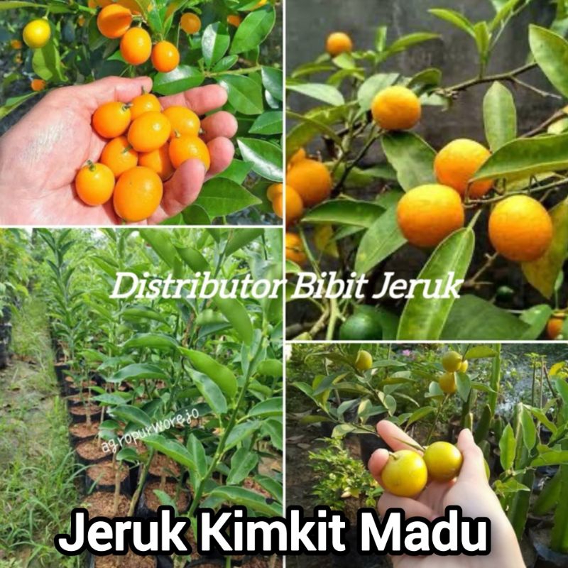Bibit Jeruk Nagami Madu Manis Sudah Berbuah Bisa Dimakan Sama Kulitnya