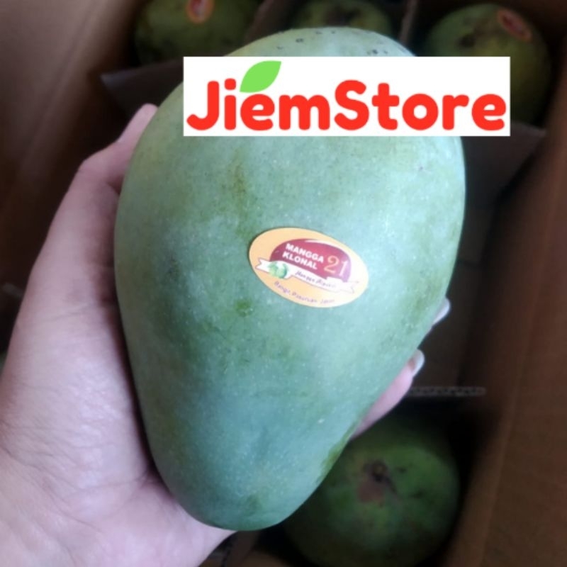 

Mangga Klonal Harum Manis Mangga Alpukat Fresh Buah Segar