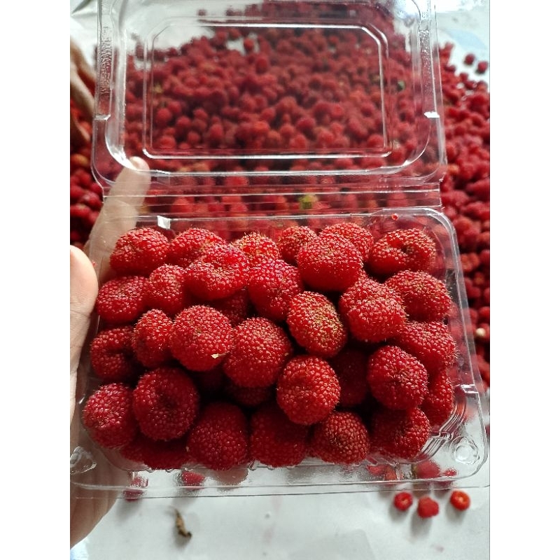

Raspberry Fresh