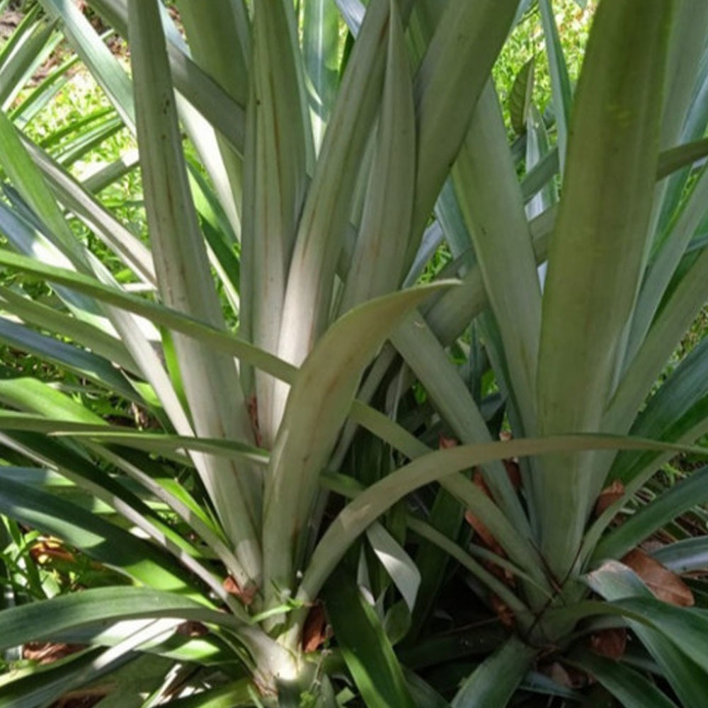 

DAUN NANAS FRESH SEGAR 10 DAUN LANGSUNG PETIK