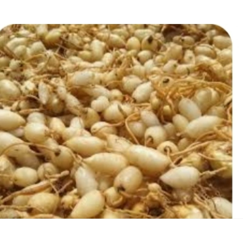 

kunyit putih 250g/ pasar online karuwisi