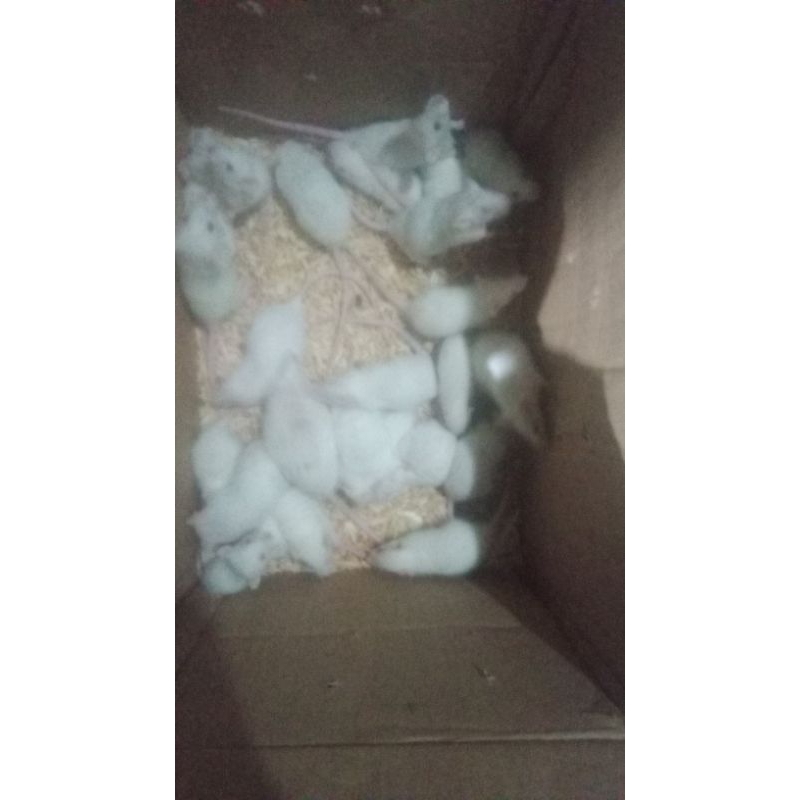 tikus putih mencit