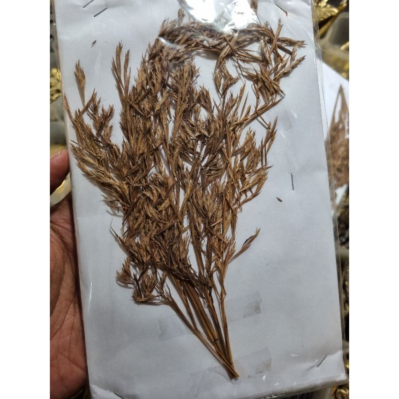 

kembang serai alam 100%asli