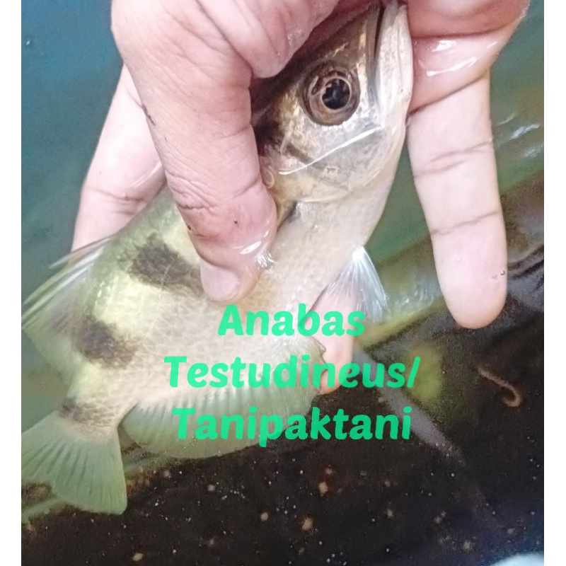 Ikan Sumpit / Archer fish / Taxotes Jaculatrix makan pelet