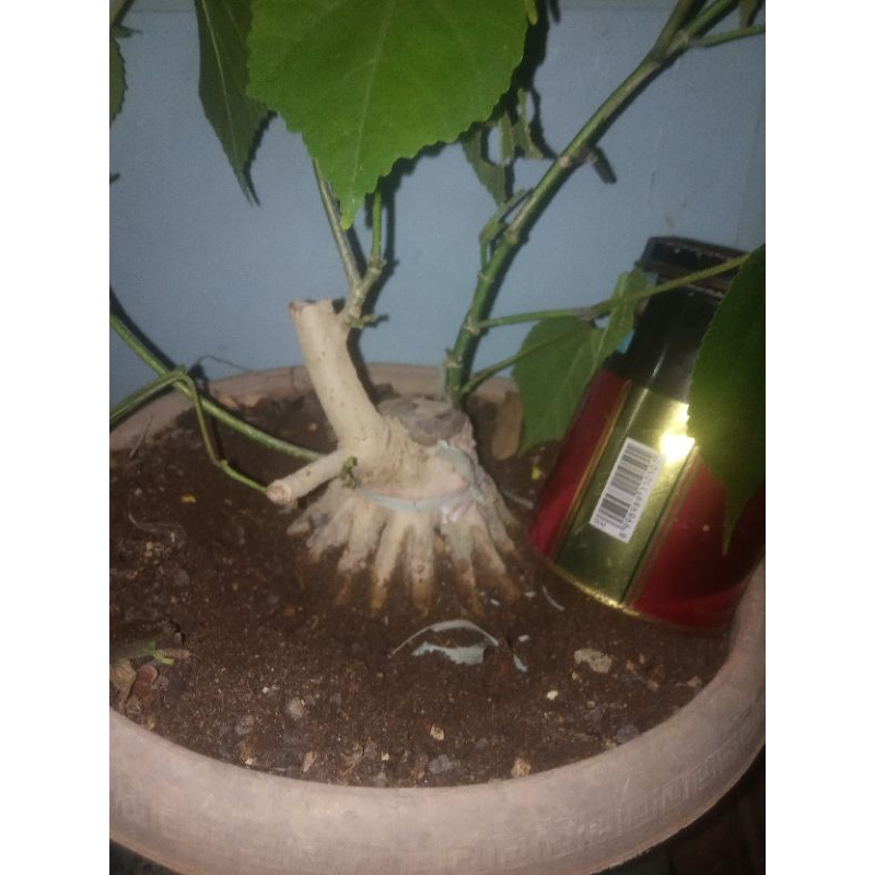 Bahan Bonsai Mame Waru India Prokar Muter