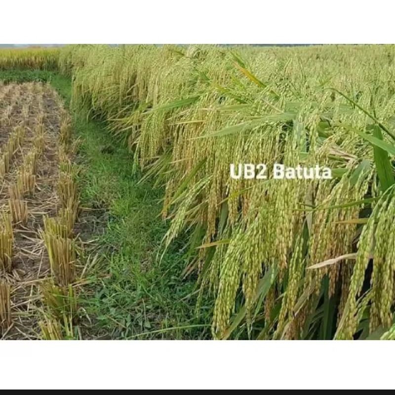 Benih padi unggul UB 2 BATUTA 1kg