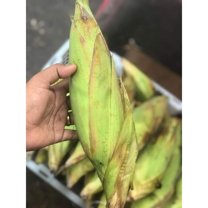 

jagung manis per pincis