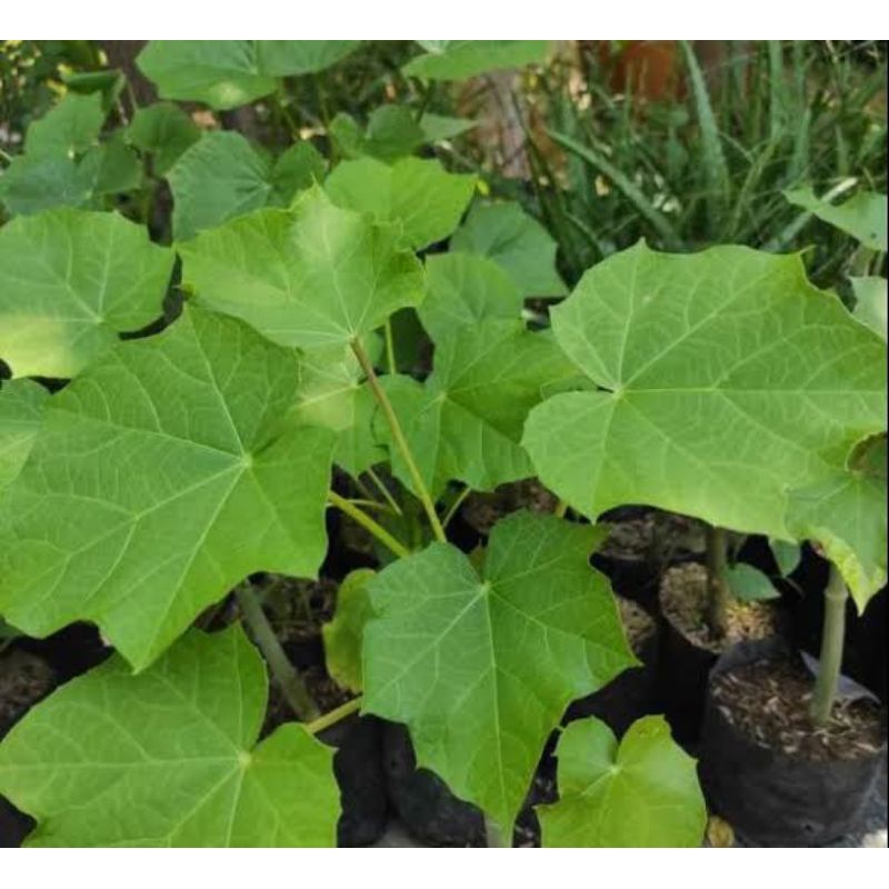 

DAUN JARAK SEGAR 10 LEMBAR