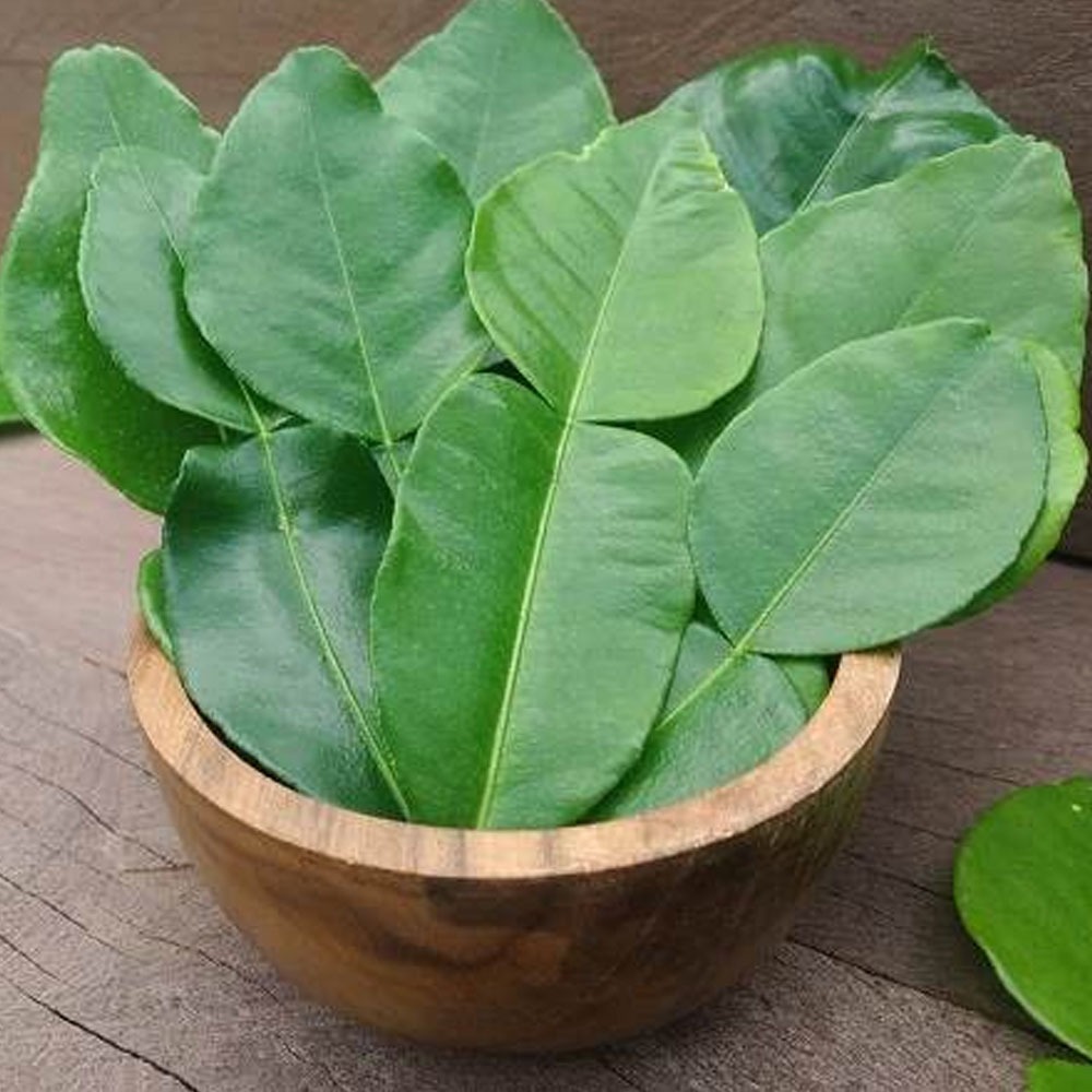 

DAUN JERUK 1Pack Daun Jeruk Purut