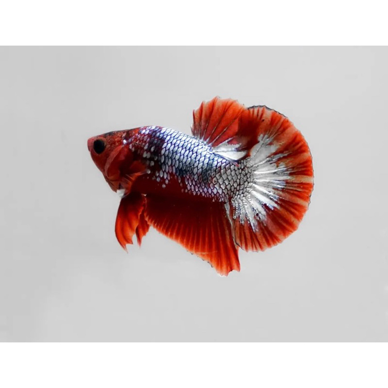 Cupang PK fccp red head size M