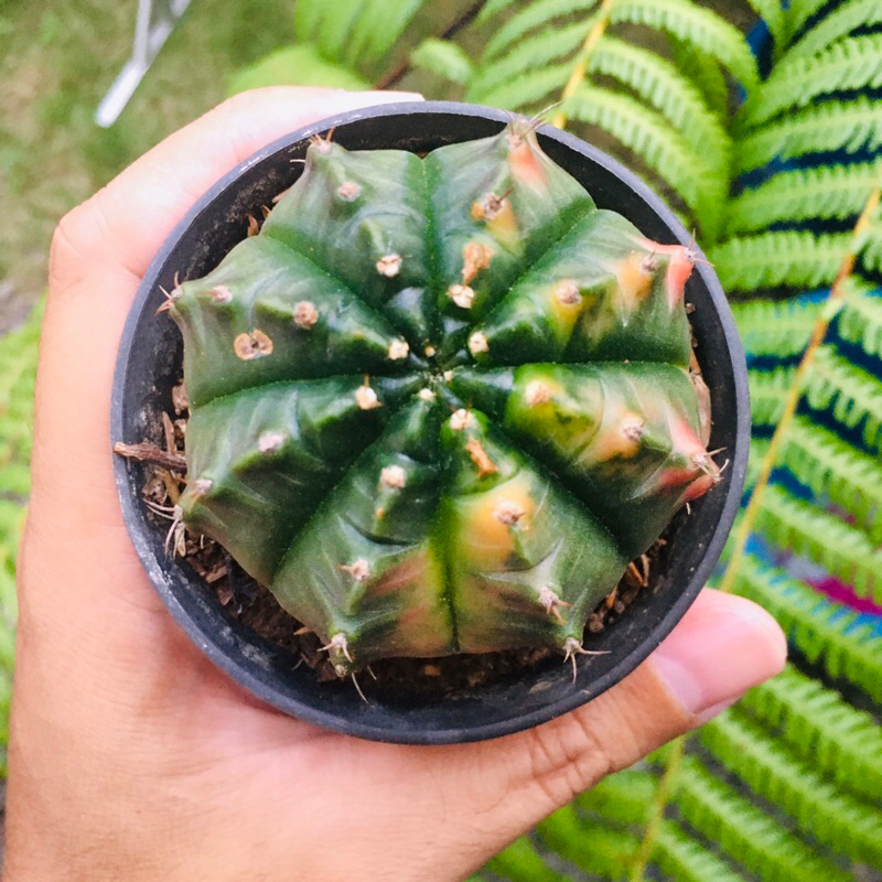 Kaktus Gymno Miha Variegata 16