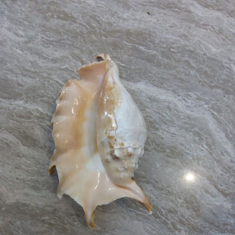 cangkang kerang lambis tuntrak